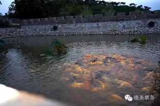又是一年秋意濃，山緣大棗采摘啟幕——德美票務(wù)官方推薦唐山近郊最佳采摘點(diǎn)